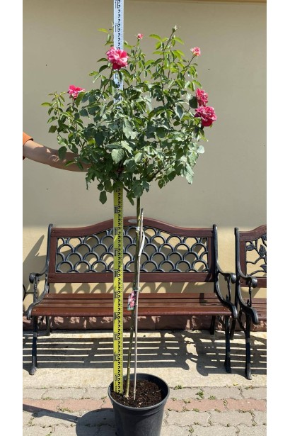 Роза крупноцветковая (пестрая, красно-белая) ШТАМБ - 10л/вис.130-150см/Ø25-35см/ШТАМБ 90-100см